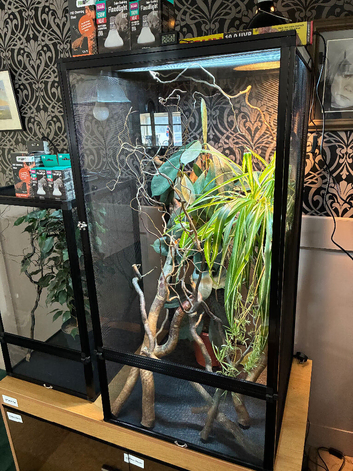 Yemen Chameleon + Vivarium Setup Kit