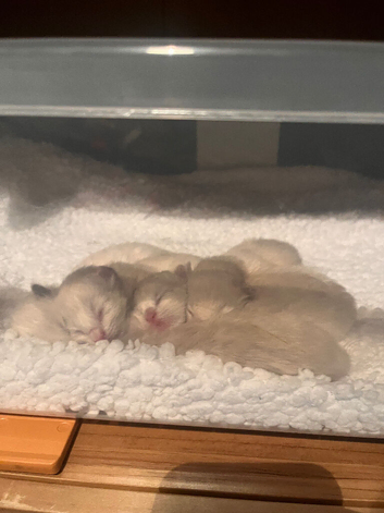 Ragdoll Kittens for sale