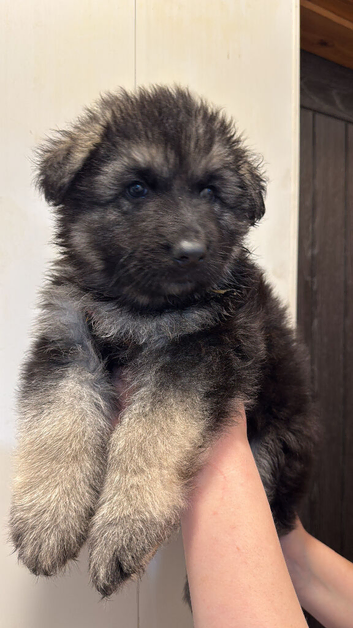 Ready now stunning Kc registered pups
