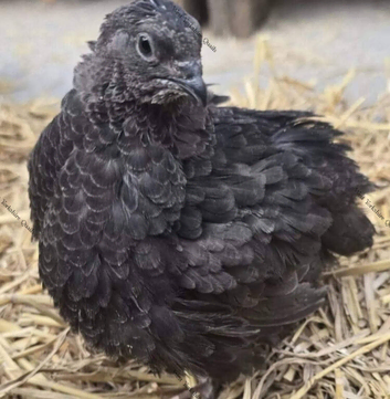 Coturnix Quail hatching eggs & live birds