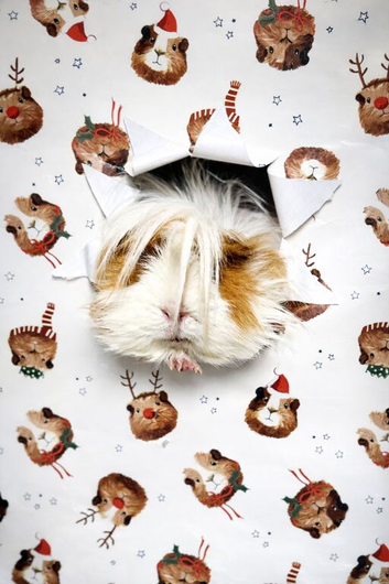 Guinea Pig Sanctuary Spaces