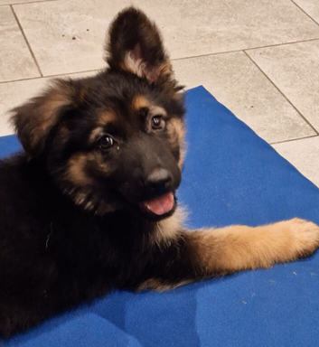 Pedigree German Shepherd puppies ready now