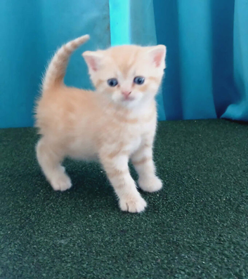 Mixed breed kittens .