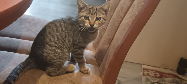 Tabby girl kitten