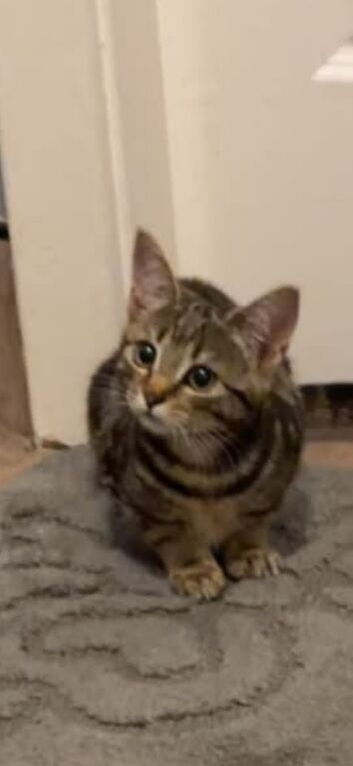 4 kittens