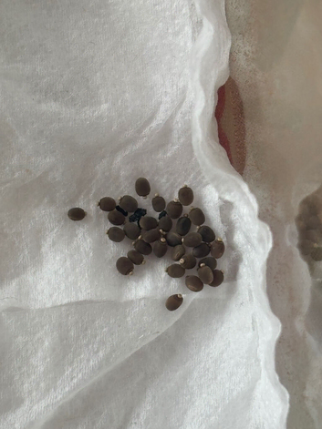 Stick insects eggs due to hatch In a couple months