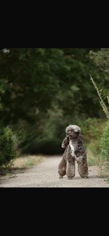 Outstanding F1 Cockerpoo Puppies &ndash; Exceptional Colours &ndash; Raised in Our Family Home