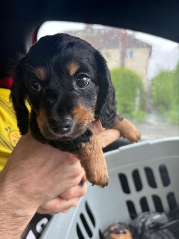 Miniature Dachshund Puppy