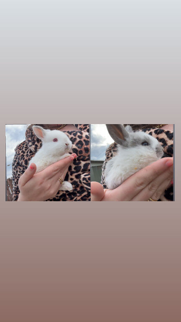 Gorgeous 7-Week-Old Baby Mini Lop Rabbits