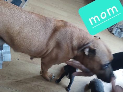 Staffordshire bullterrier x sharpei