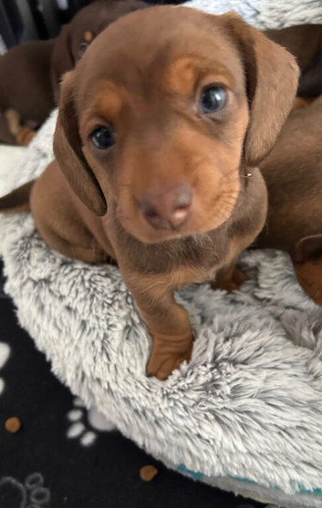 Miniature dachshund ready to go last 2
