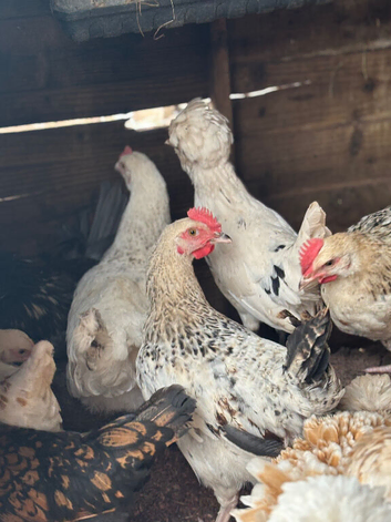 Young roosters