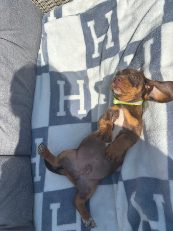 Dapple dachshund