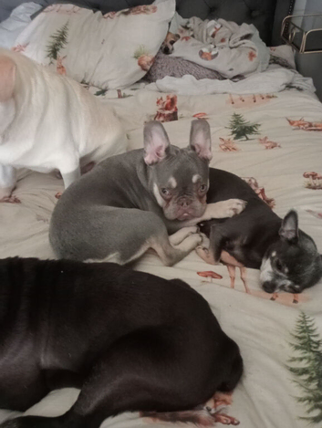 Female grey 14 months old Frenchie