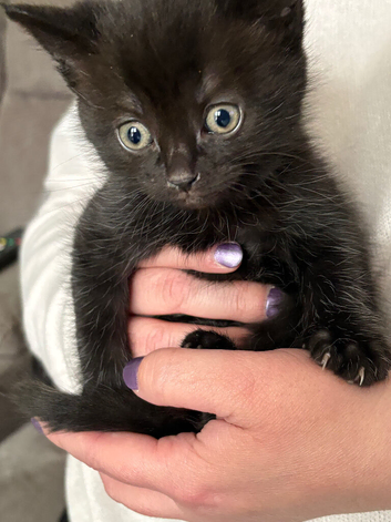 Little black kitten