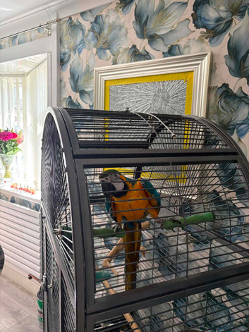Blue & gold macaw