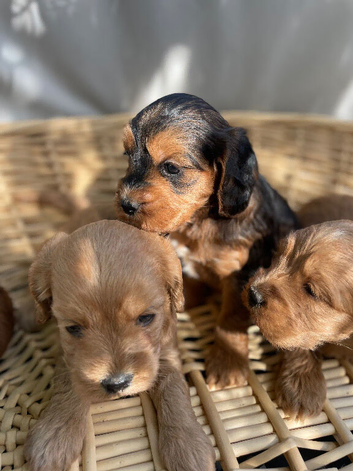 F1 B cavapoo puppies