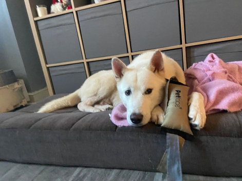 Male huskita