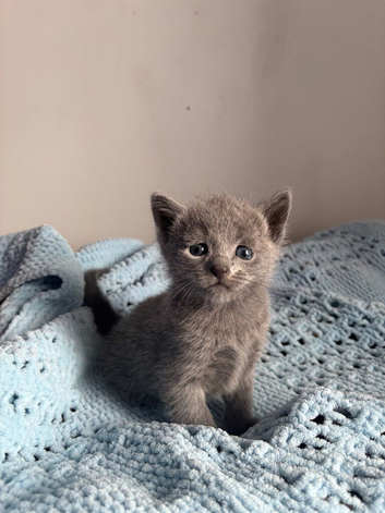 Pure pedigree Tica registered Russian blue kittens