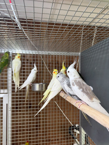 Cockatiel parrot