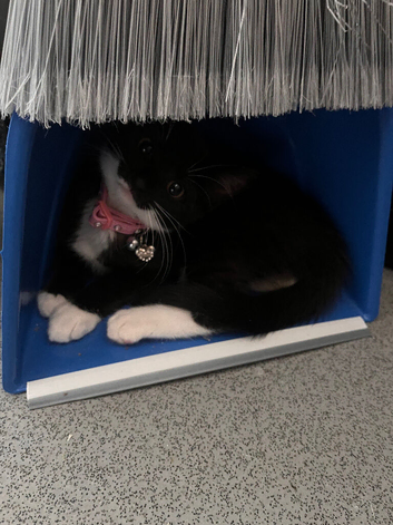 Kitten seeking lovely family home