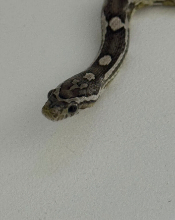 Beautiful female snake