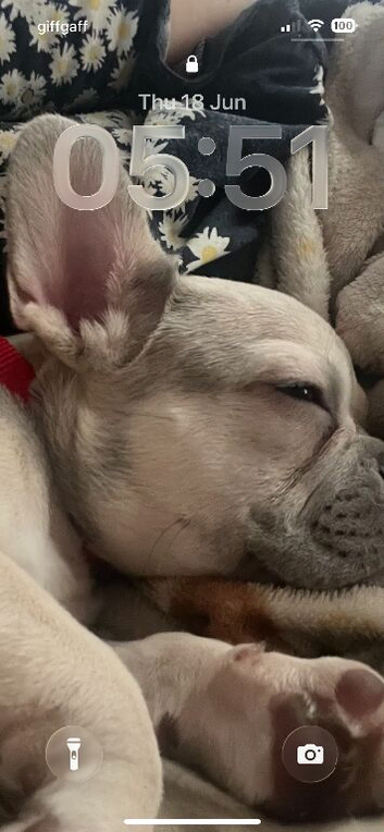 4month French bulldog