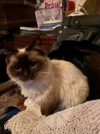 Birman Seal Point last seen around Gladstone road