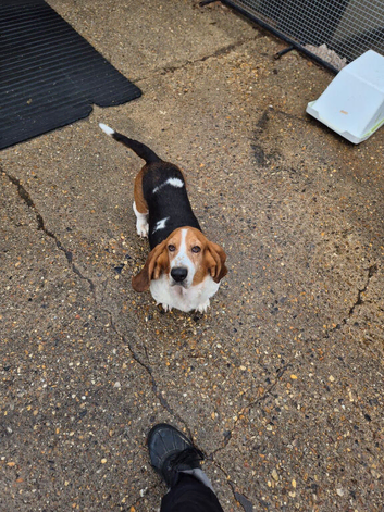 Basset hound