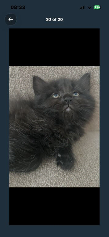 Bombay cross kittens