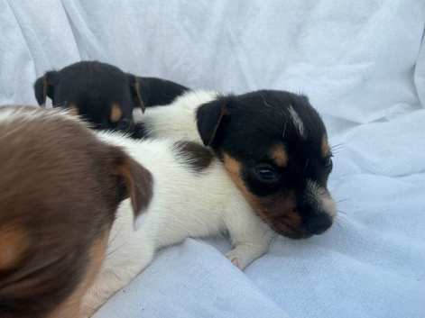 Beautiful Puppies Ready for Their Forever Homes