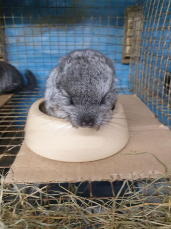 Ebony Hetro dark male