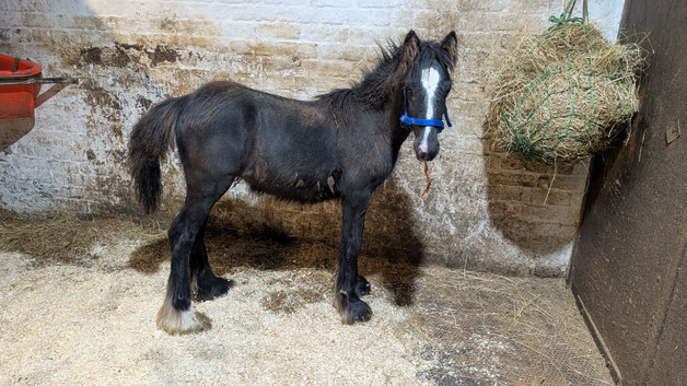 6 month old colt cob