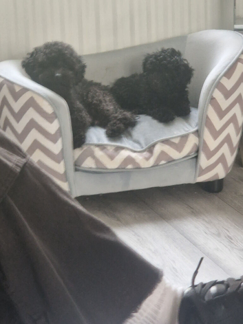 Toy poodle 9weeks old