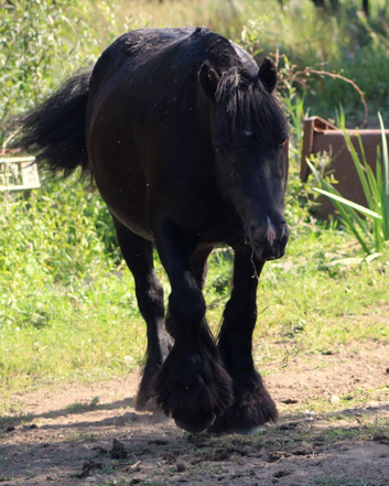 12.2 cob mare