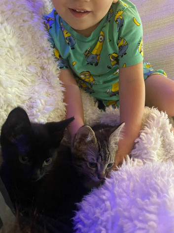 4month old female kitten