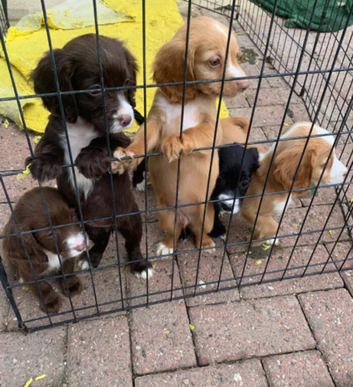 Cocker spaniel puppies, ready to leave.