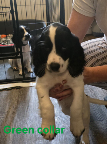 Sprocker spanel for sale