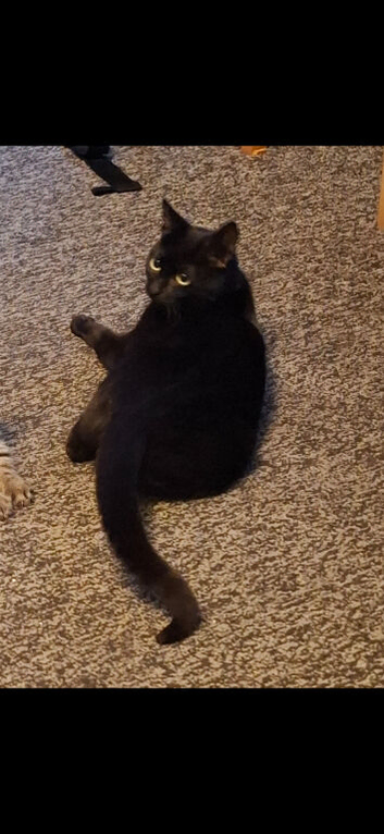 I am selling a cat.
