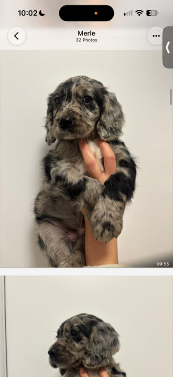 1 working cocker spaniel girl puppy