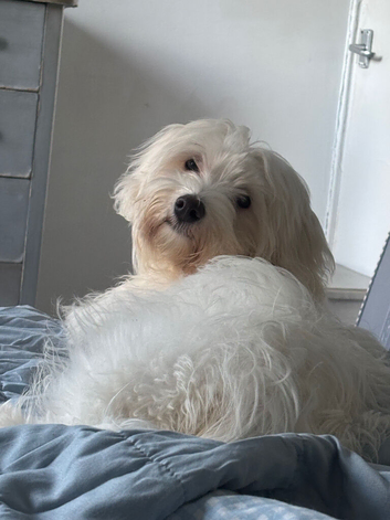 Selling Maltese