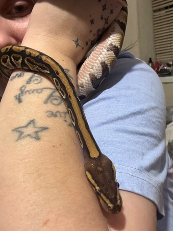 X2 royal python