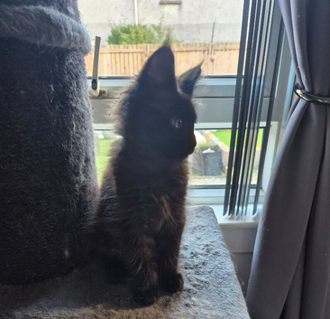 Female maine coon kitten