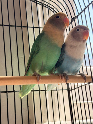 Bounded pair of lovebirds both DNA