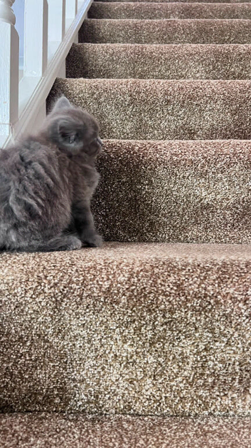 B.Shorthair Grey Kittens Ready for rehome