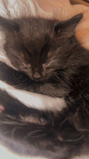 Beautiful kittens looking for new homes