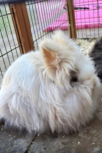 2 rabbits - 1 boy -1 girl