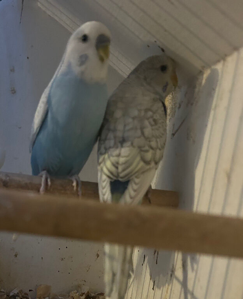 Pair of budgies