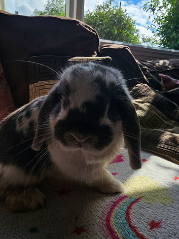 Mini lops