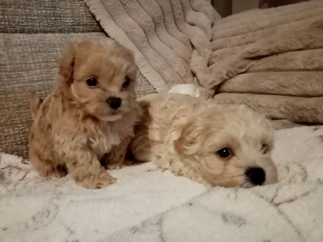 Beautiful Golden Maltipoo puppy's